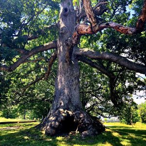Tree Of Life