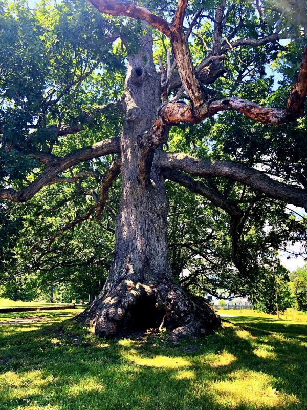 Tree Of Life