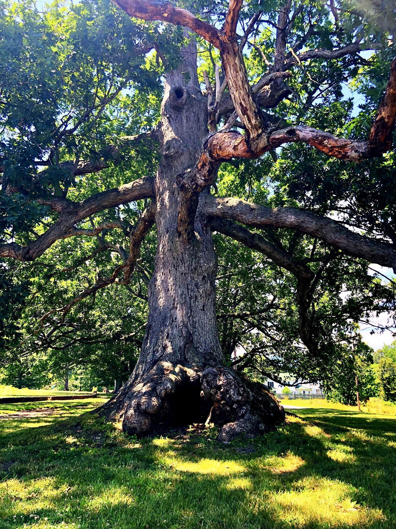 Tree Of Life