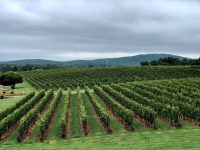 Vinyard