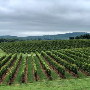 Vinyard