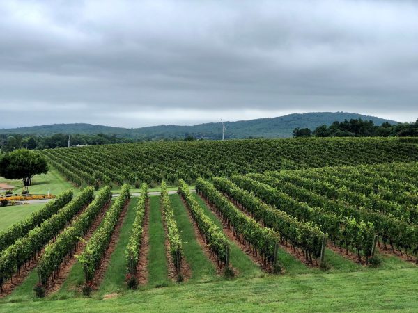 Vinyard