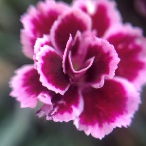 Flower 3