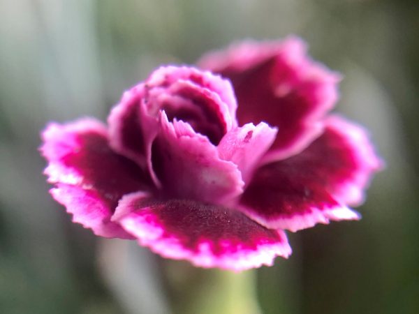 Flower 2