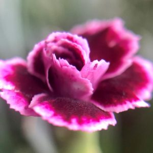 Flower 2
