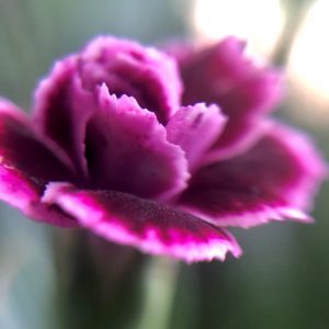 Flower 1