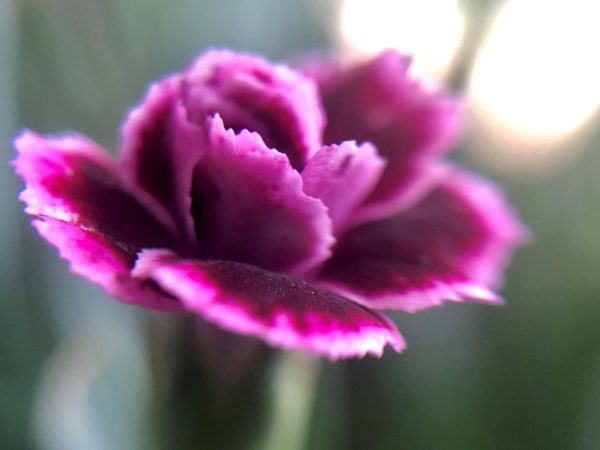 Flower 1