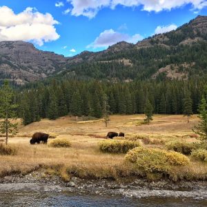 Grazing Bison