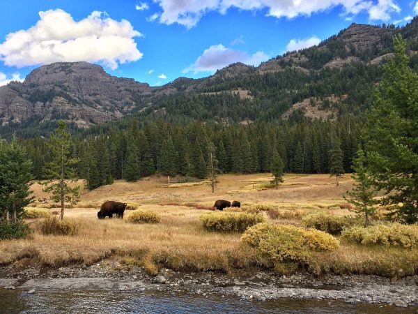 Grazing Bison